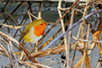 European robin in Belјarica (Photo: Josip Šarić)